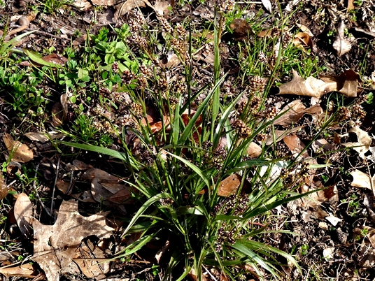 {Luzula bulbosa}